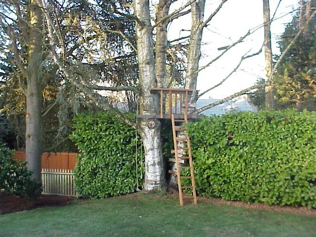 Another view of the tree house