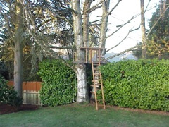 Another view of the tree house