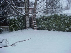 Snow in the backyard