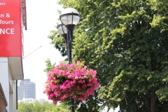 Flowers on light poles