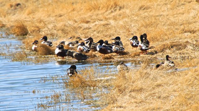 Wood Ducks