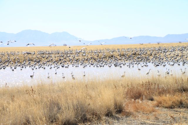 Sand Hill Cranes (1)