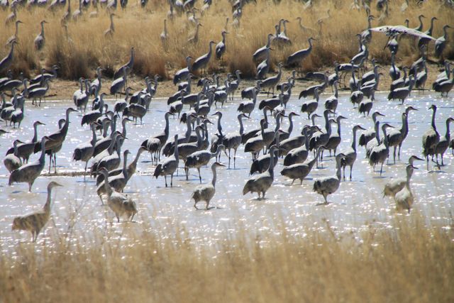 Sand Hill Cranes
