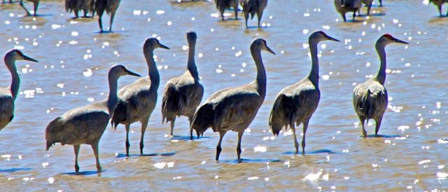 Sand Hill Cranes (2)