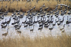 Sand Hill Cranes