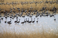 Sand Hill Cranes (3)